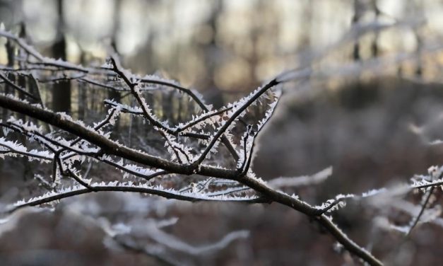 Raus aus der Komfortzone: Die Magie des Waldes im Winter erleben