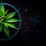 Was ihr beim Anbau von Cannabis beachten müsst