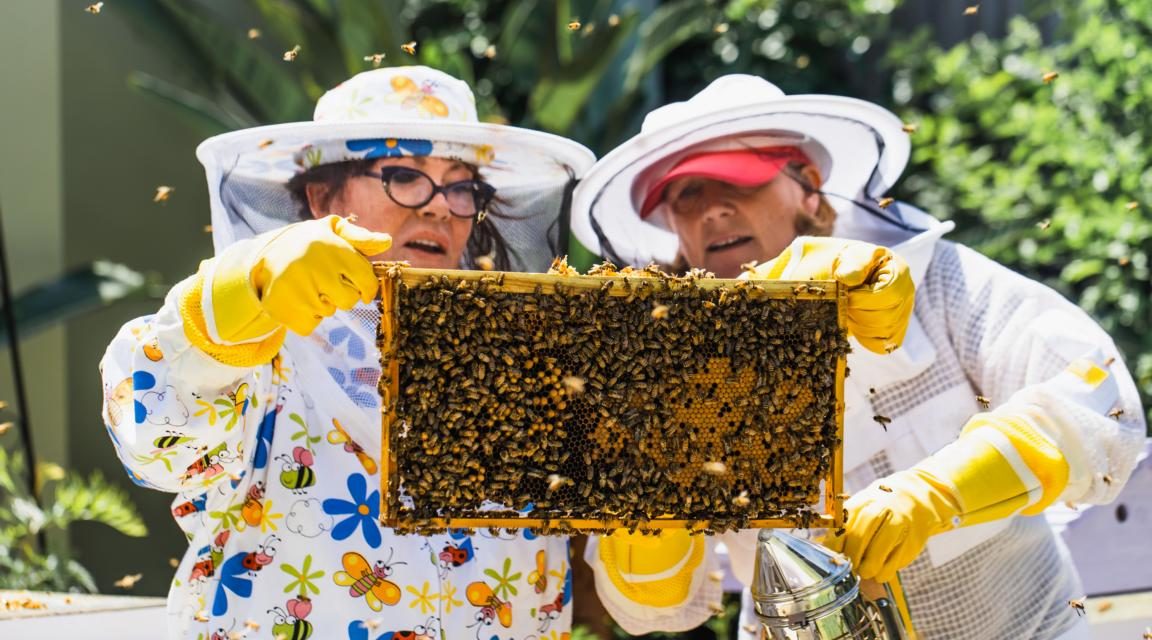 Das Rheinland bietet gute Bedingungen für Imker